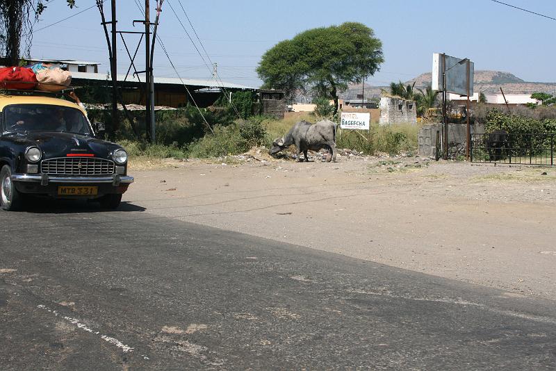 IMG_2142.JPG - А если Это потом еще и доят.....индусы они такие, они могут.... Меня только что поправили - на фото бык. Хотя индусы они такие.....