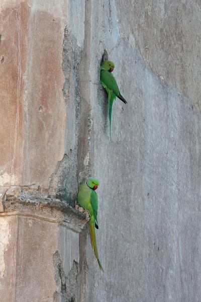 IMG_2435.JPG - Флора-фауна