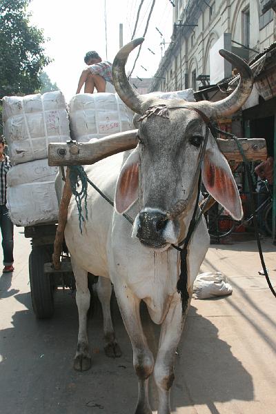 IMG_1136.JPG - Это то, что у нас в ПДД зовется гужевым транспортом