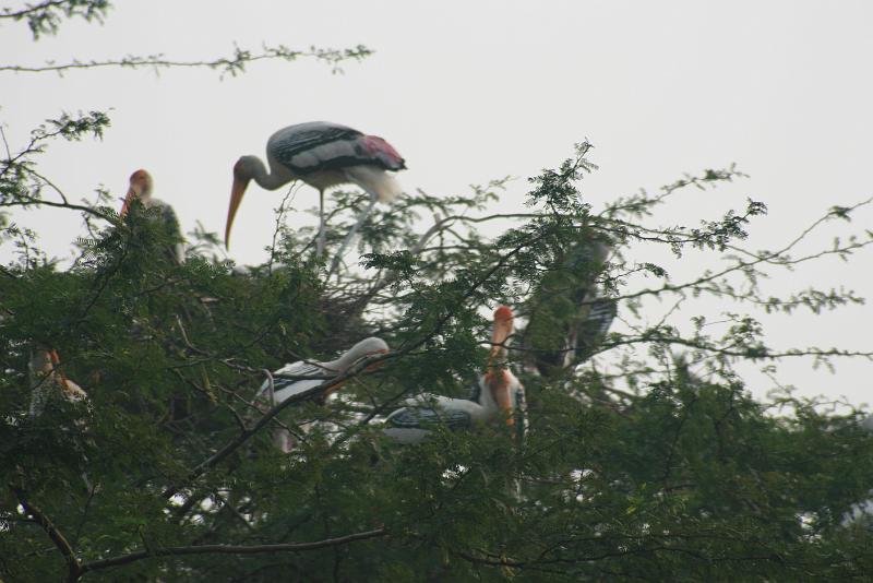 IMG_1155.JPG - Журавли