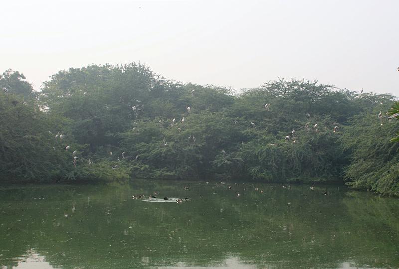 IMG_1163.JPG - Много журавлей