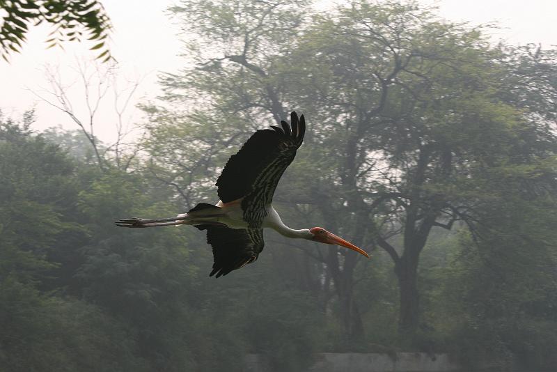 IMG_1166.JPG - За эту фотку я даже немного раздуваюсь от гордости...