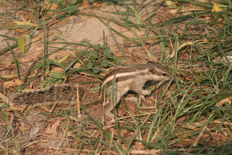 IMG_1186.JPG - Местные зовут их белками. Мы посичтали, что это бурундуки. Их очень много везде