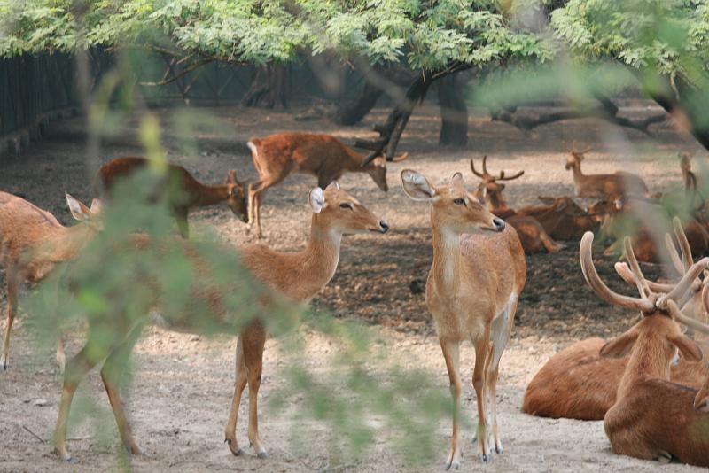 IMG_1196.JPG - deers again