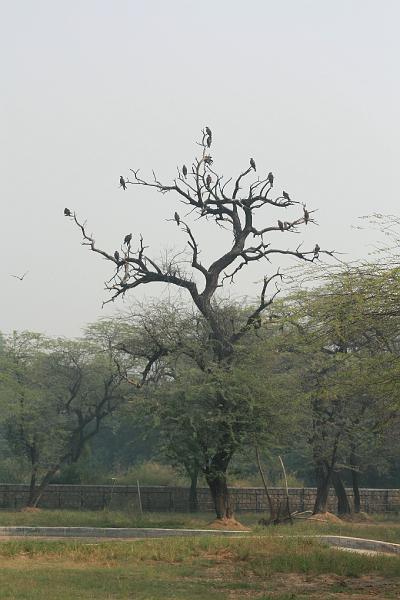 IMG_1204.JPG - Орлы. Крылья неподрезаны, сетки нет