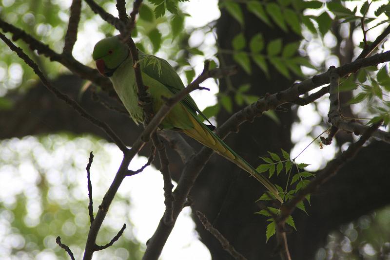 IMG_1207.JPG - Не их ли зовут неразлучниками?