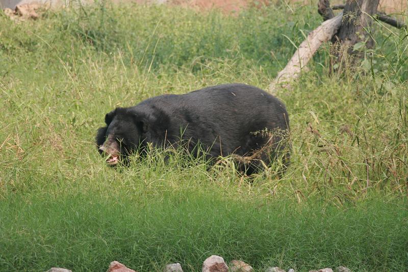 IMG_1209.JPG - Ну как без него то! Без медведа в наши годы никуда!