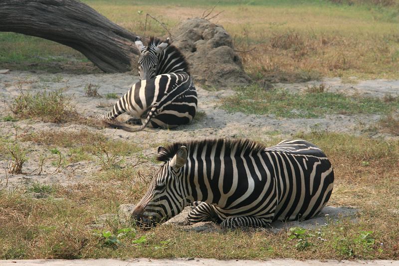 IMG_1218.JPG - Жизнь - она как зебра...или как коробка конфет...