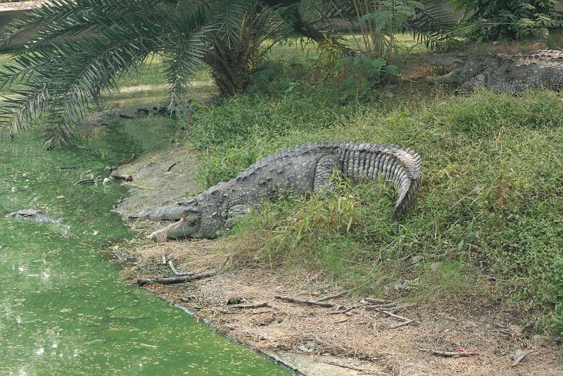 IMG_1222.JPG - Метра три наверное...