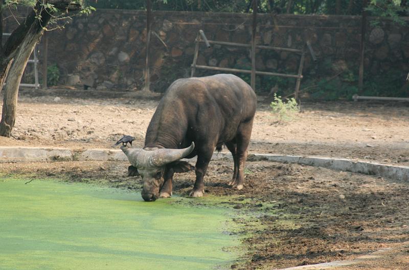IMG_1227.JPG - "Оно" так и не сдвинулось с места. Даже когда мы проходили мимо минут через 20