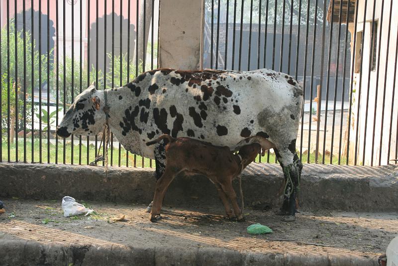 IMG_1290.JPG - Коров очень много. Как собак. Бродят себе по улицам, тупые, медленные