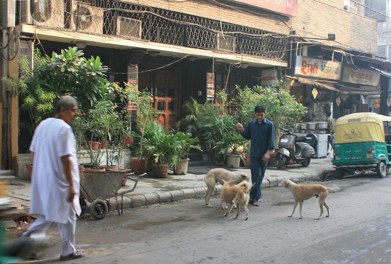 IMG_1294.JPG - Собаки, собаки, собаки