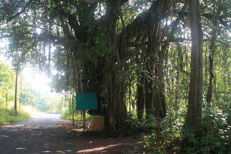 IMG_1040.JPG - Учимся фоткать баньяны