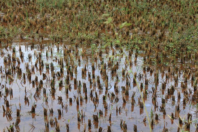 IMG_1318.JPG - А ведь для кого-то это рабочее место. Ножками босыми ходит вот по такому