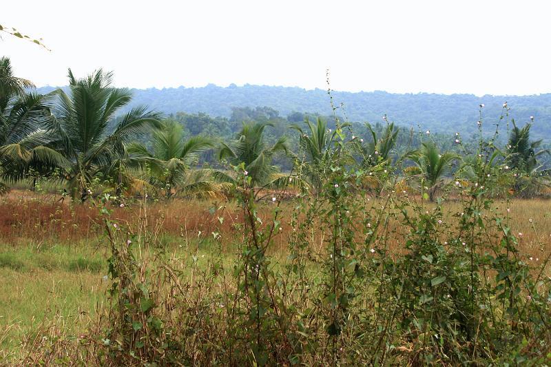 IMG_1319.JPG - Просто фотка