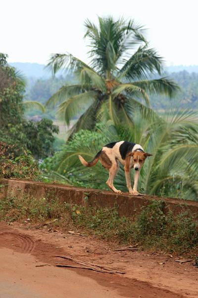 IMG_1331.JPG - Настоящая гоанская собака - они там все с довольными мордами ходят