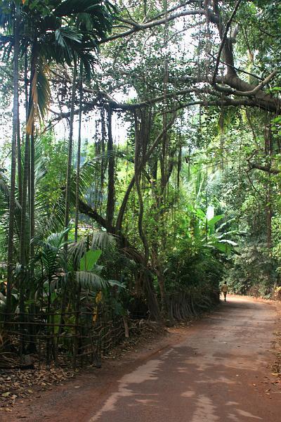 IMG_1346.JPG - 100%-ная экзотика, мартышки прилагаются в комплекте