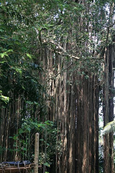 IMG_1352.JPG - С каждым баньяном мастерство поместить ЭТО в кадр возрастает