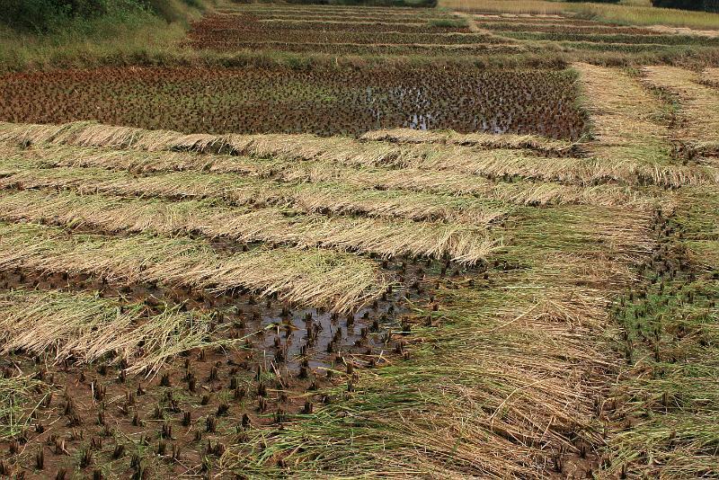 IMG_1437.JPG - Оказалась слишком пестрой для рабочего стола