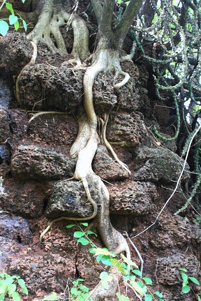 IMG_1440.JPG - Здесь в споре "кому вершки - кому корешки" победят корешки