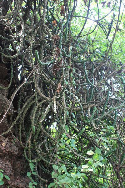 IMG_1441.JPG - Или просто сворачивается в клубки