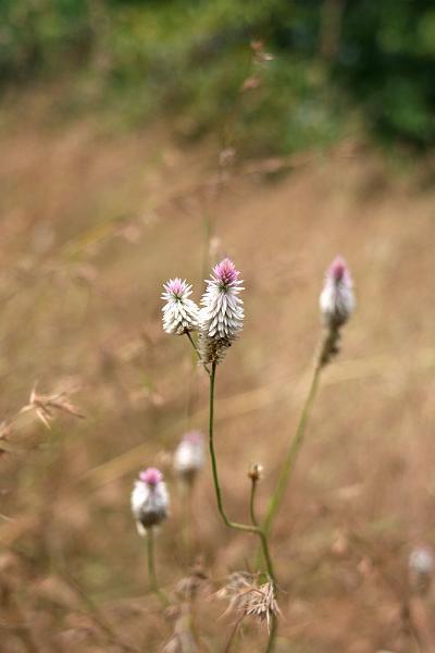 IMG_1452.JPG - Просто симпатишно получилось