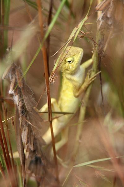 IMG_1455.JPG - Оно же