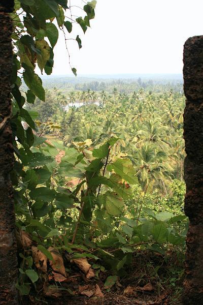 IMG_1464.JPG - Кокое все зеленое, кокое все красивое