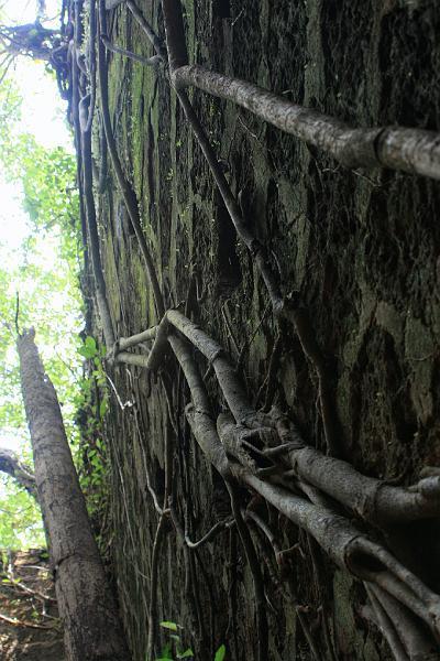 IMG_1471.JPG - Джунгли живые, все ползет - вверх, вниз...