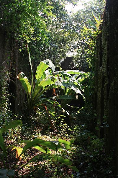 IMG_1477.JPG - Две почти одинаковые фоты - эта и следующая - а какие разные