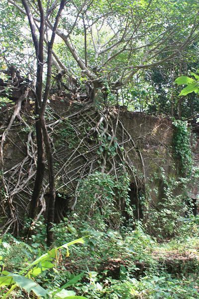 IMG_1482.JPG - Такие вот безумные растения