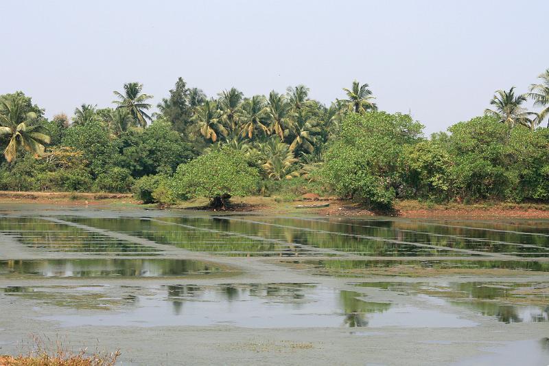 IMG_1488.JPG - И возвращаемся домой - на Гоа