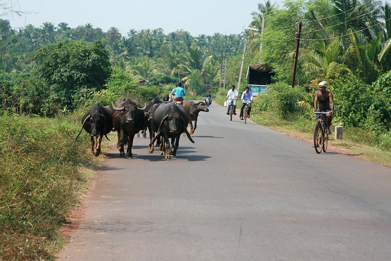 IMG_1490.JPG - Вообще эти животные вызывают робость