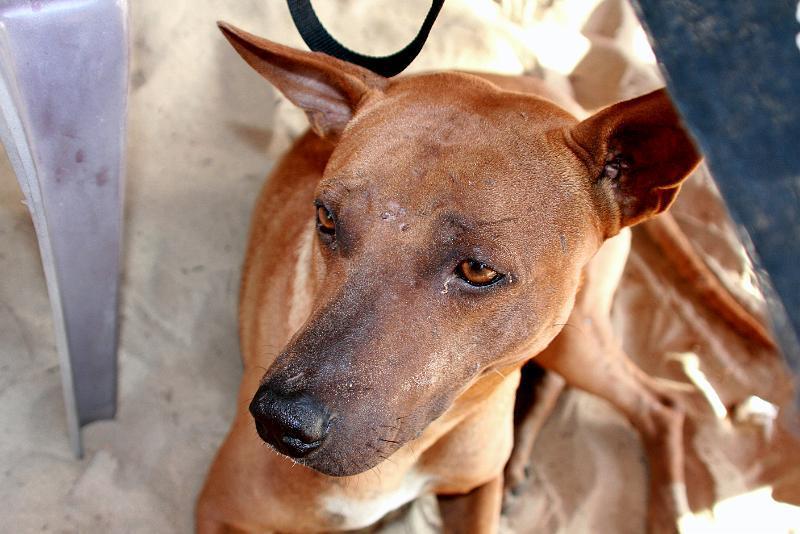 IMG_1591.JPG - Собачья жизнь на Гоа весела и интересна. У них там свои группировки, разборы. Но все это больше похоже на игру, чем на выживание. И последствия не большие - шрамики и откусанные кусочки ушей )