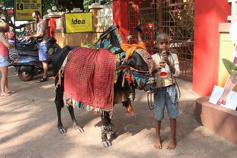 IMG_1639.JPG - Шоу дрессированных бычков...и мальчиков