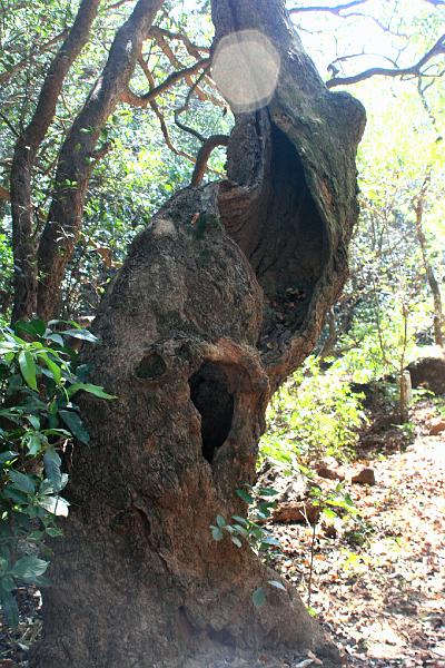 IMG_1767.JPG - Растительность уже отличается от более южных районов страны