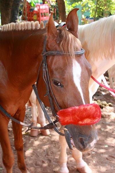 IMG_1777.JPG - И лошадок там не меньше