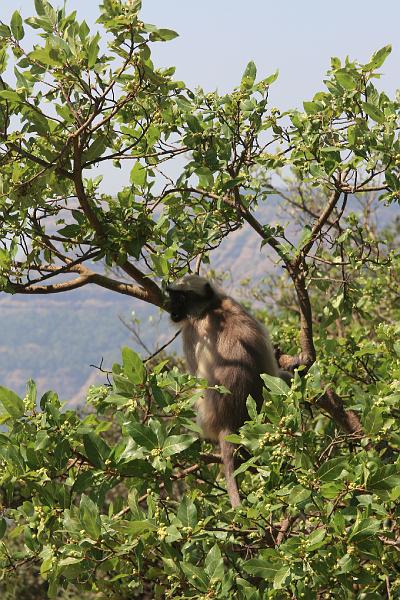 IMG_1785.JPG - Очередной представитель волосатых