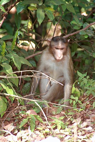 IMG_1857.JPG - Наглые, агрессивные, жадные, крикливые