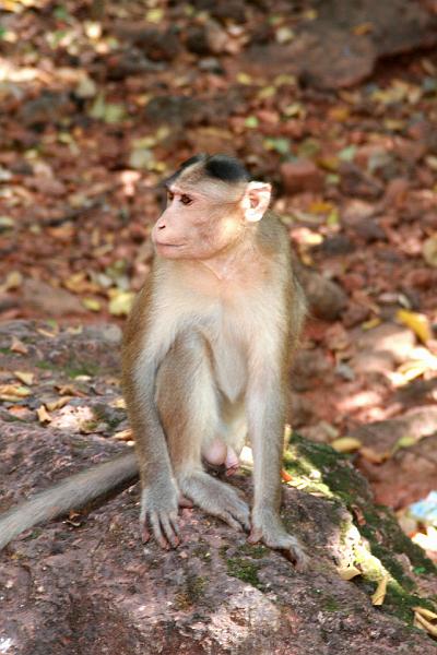 IMG_1861.JPG - Малейшее движение навстречу обезьяне расценивается как нападение и объезьяна кидается на тебя. Зато если подходишь с чем-нибудь вкусным - это пож-та... милости просим