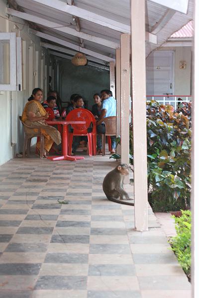 IMG_1877.JPG - Когда зверек приближается близко, люди как правило замирают. Ибо опастно